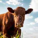 Transitioning from conventional to organic agro business